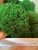 Стабилизированный мох ягель Green Ecco Moss Зелёный 1 кг