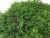 Стабилизированный мох папоротниковый Green Ecco Moss Зелёный натуральный 1 кв.м